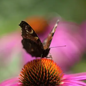 Proportion: Echinacea, Purple coneflower, Echinacea purpurea