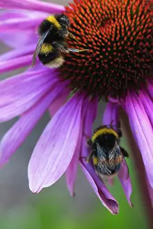 Proportion: Echinacea, Purple coneflower, Echinacea purpurea