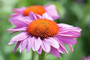Purpurea: Echinacea, Purple coneflower. Echinacea purpurea