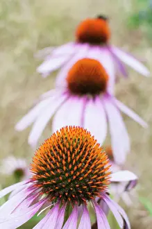 Purpurea: Echinacea, Purple Coneflower, Echinacea purpurea