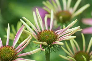 Purpurea: Echinacea, Purple coneflower, Echinacea purpurea