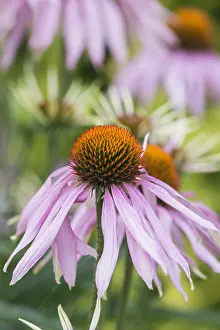 Spiky: Echinacea, Purple coneflower, Echinacea purpurea