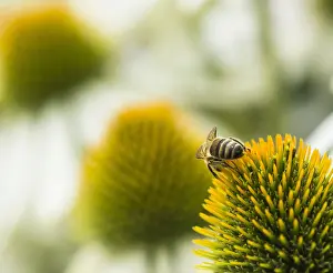 020617: Echinacea, Purple coneflower, Echinacea purpurea