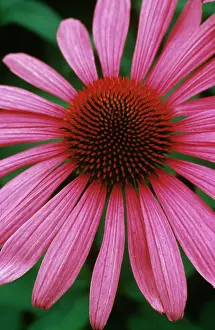 Coneflower: Echinacea, Purple Coneflower, Purple coneflower