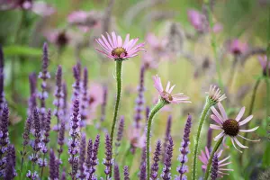 Tennessee: Echinacea, Tennessee Purple coneflower, Echinacea