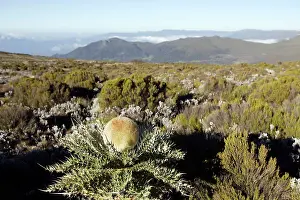 Sanetti: Echinops ellenbeckii - endemic plant in Ethiopia