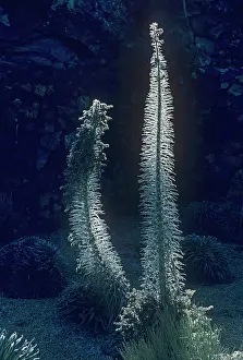 Erotic: Echium