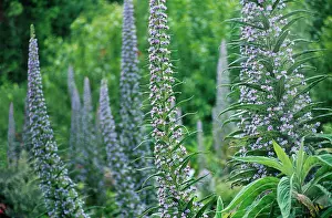 Tough: Echium