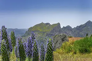 Pride: Echium candicans, Madeira-Natternkopf, Zentralgebirge