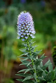Echium: Echium nervosum - Madeira's Botanical Garden