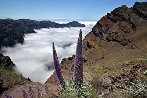Caldera: Echium wildpretii (Echium wildpretii) in front of