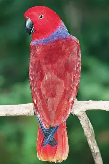 Eclectus: Eclectus Parrot