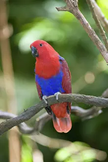 Eclectus: Eclectus Parrot