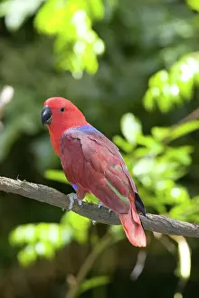 Eclectus: Eclectus Parrot