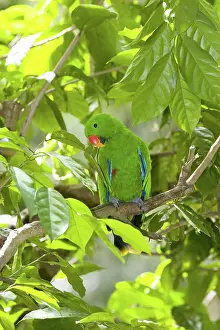 Eclectus: Eclectus Parrot