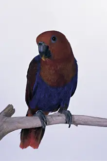 Eclectus: Eclectus parrot