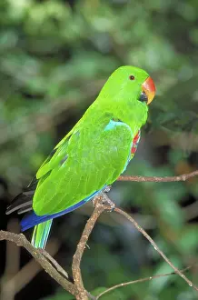 Restricted: Eclectus Parrot