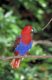 Restricted: Eclectus Parrot