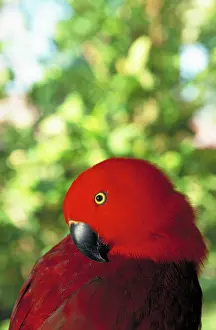 Eclectus: Eclectus parrot