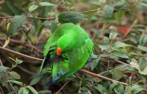 Melbourne: Eclectus Parrot