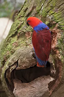 Nesthole: Eclectus Parrot