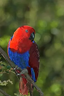 Melbourne: Eclectus Parrot