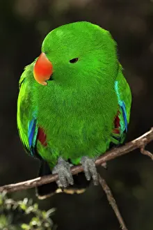 Melbourne: Eclectus Parrot