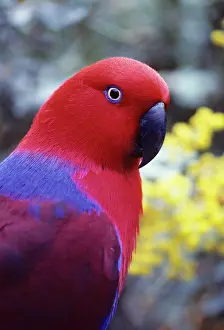 Eclectus: Eclectus Parrot - Female