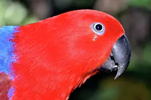 Eclectus: Eclectus Parrot - female