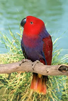 Pectoralis: Eclectus Parrot - Hen perched on branch