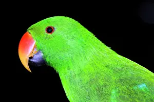 Eclectus: Eclectus parrot male, captive specimen