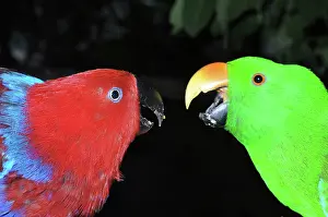 Disputing: Eclectus Parrot - male and female disputing over food