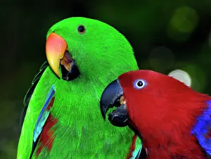 Disputing: Eclectus Parrot - male and female disputing over food