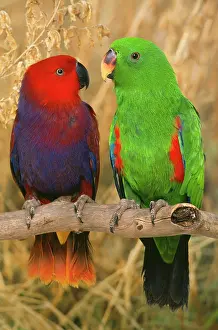 Eclectus: Eclectus Parrot - pair