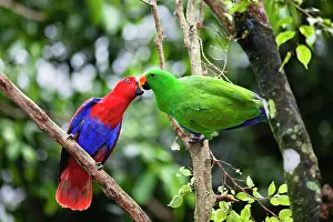 Wooing: Eclectus Parrots (Eclectus roratus), courting couple