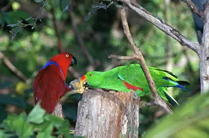 Eclectus: Eclectus Parrots - female (red) ofrering seeds