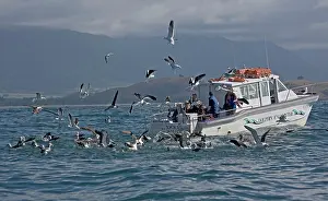 Birdwatchers: Eco-tourism - watching albatrosses, petrels and