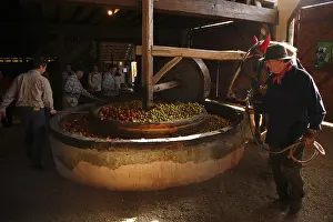 Champagne: Ecrasoir apples to horse-drawn Pays Othe France