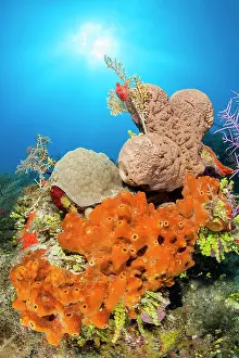 Queen: Ectyoplasia ferox and Agelas cerebrum sponges, gardens