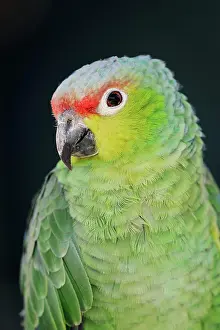 Native: Ecuador Amazon (Amazona autumnalis lilacina), portrait