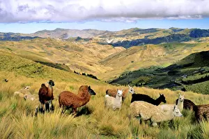 Llama: Ecuador, Cotopaxi province, llamas and sheep in
