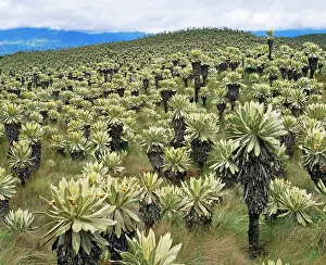 Espeletia: ECUADOR - Espeletias - Plants of the Andes