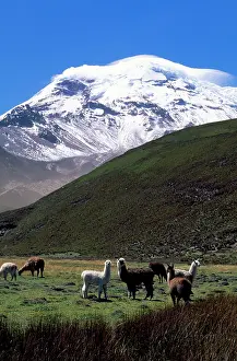 Chimborazo: Ecuador - Llamas under Chimborazo Volcano