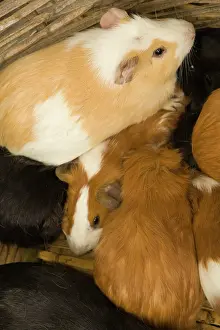 Merrill: Ecuador, Saquisili, Guinea pigs (cuy) for