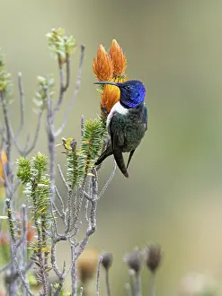 Nectar: Ecuadorian Hillstar (Oreotrochilus chimborazo)