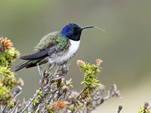 Nectar: Ecuadorian Hillstar (Oreotrochilus chimborazo)