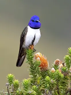 Nectar: Ecuadorian Hillstar (Oreotrochilus chimborazo)