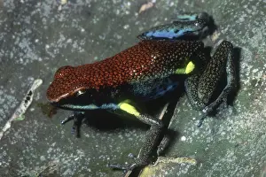 Epipedobates: Ecuadorian Poison Frog