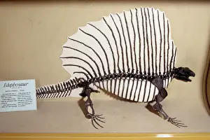 Permian: Edaphosaur - Synapsid from the Middle Permian of Texas - USA