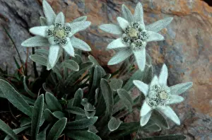 Edelweiss: Edelweiss